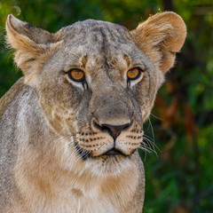 Portrait on a stationary lone lioness staring intently at potential prey nearby 