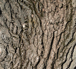 growing tree bark texture, fragment, full frame