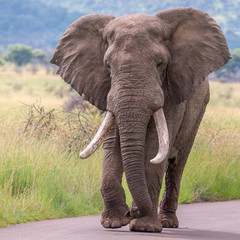 Fototapeta na wymiar African bull elephant in musth strolling down the road