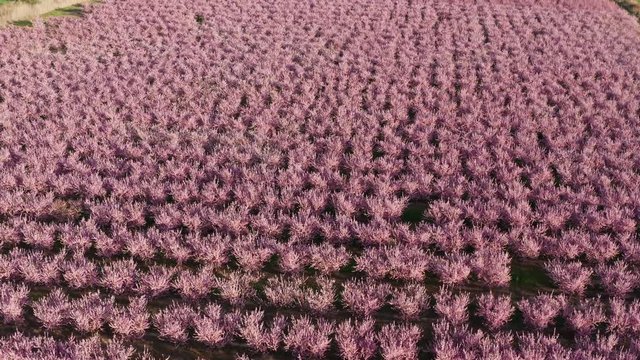 pink blossoming trees in Spain aerial shot almond and peach Aragon 