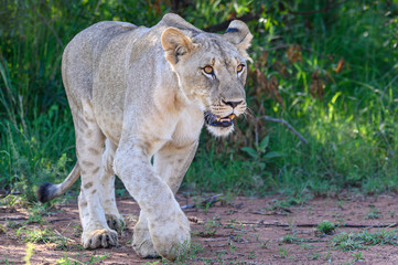 Young lioness starting to stalk towards prey in the nearby bushes