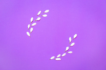 White chrysanthemum in the shape of circle on a purple background