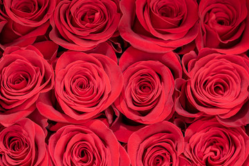 Red natural roses background