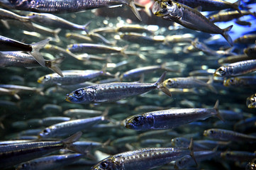 マイワシの大群によるイワシ玉の集団風景