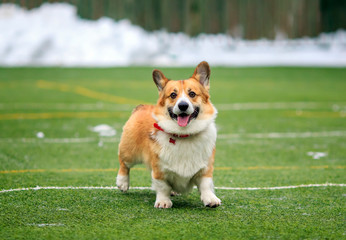 Fototapeta na wymiar dog puppy Corgi fun runs and plays on the sports green area