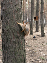 Red squirrel in the coniferous forest