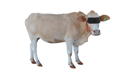 Cows wear vr glasses to raise cows using technology.
