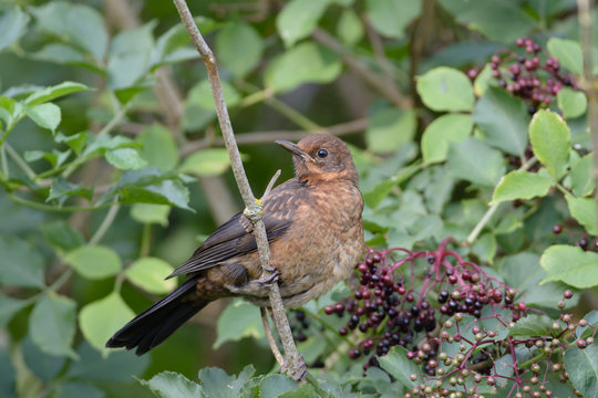 Junge Amsel im Holunder