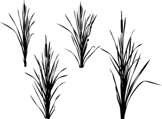set of four reed silhouettes isolated on white