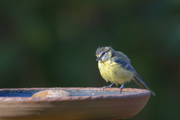 Junge Blaumeise nach Bad