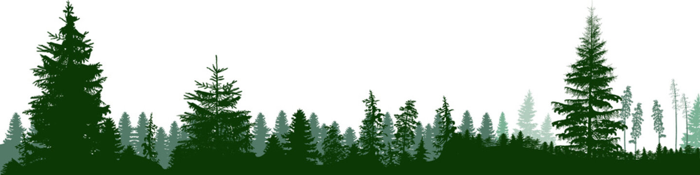 high green fir trees forest panorama isolated on white