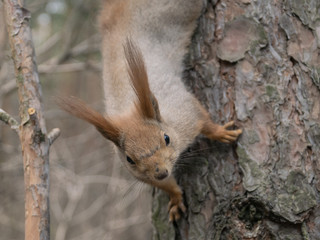 Red squirrel in the coniferous forest