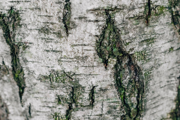 spectacular old tree bark texture