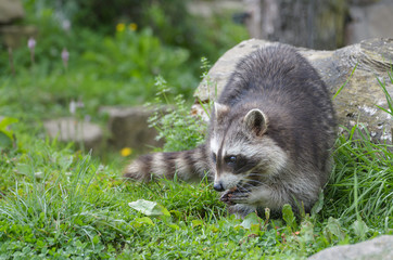 Naklejka premium Nordamerikanischer Waschbär beim fressen