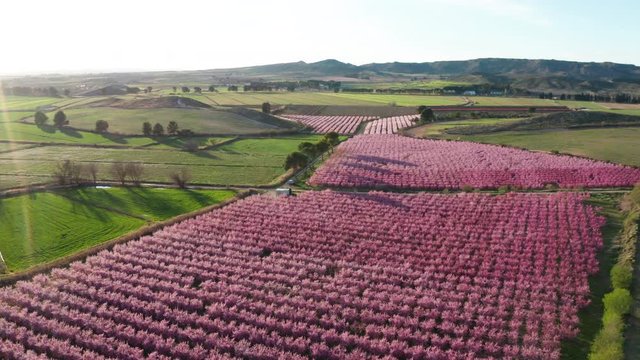 aerial back traveling over rows of peach trees pink flowers blossoming spring sunset Spain