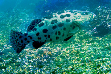 海　ダイビング　写真　