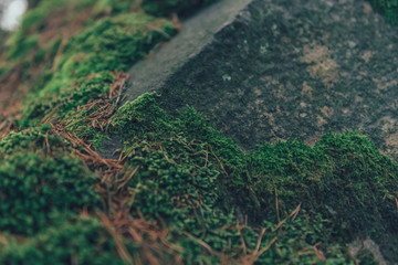 gorgeous green moss on the rocks and trees in the forest