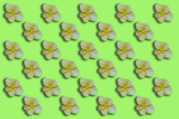 seamless pattern with flowers