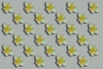 flowers on white background