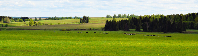 green field and forest in the distance