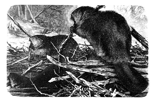Beaver (Castor fiber) / Antique illustration from Brockhaus Konversations-Lexikon 1908