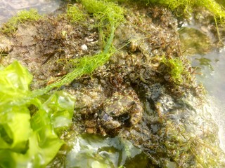 image of crab on the beach. reside on adaptable rocks.