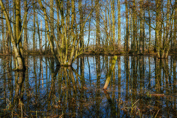 Hochwasser in einem Wald am Reeser Meer