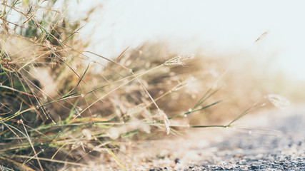 Abstract nature landscape with plant and grass outdoor under sunset. Natural green background with copy space.