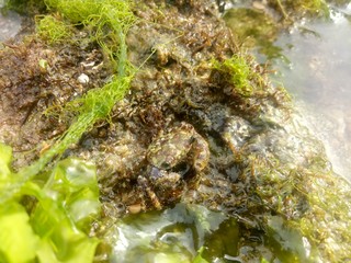 image of crab on the beach. reside on adaptable rocks.