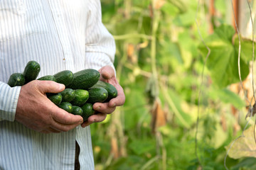Hands of a senior male gardener hold ripe just picked up green cucumbers standing in greenhouse lit...