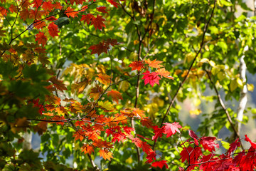 Obraz premium 日本・北海道東部の国立公園、オンネトーの紅葉