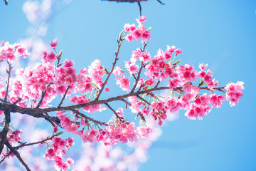 Beautiful  Pink Cherry Blossom on nature background , Sakura flower