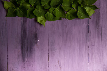 spring green leaves on a wooden background of purple.