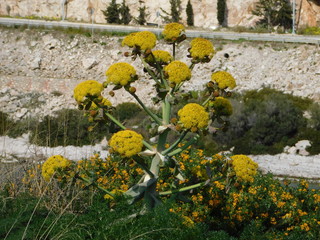 A giant fennel, or Ferula communis, wild plant, with flowers, in Attica, Greece