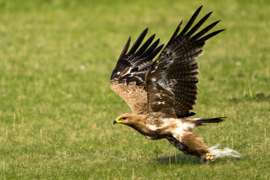 Steppe eagle
