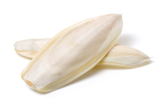 The internal shell or bone of dead cuttlefish on white background