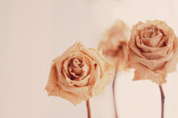 Dry beige roses bouquet on cream background