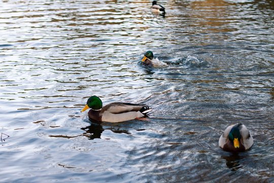 wild ducks swim in the winter river, a corner of the wild nature.