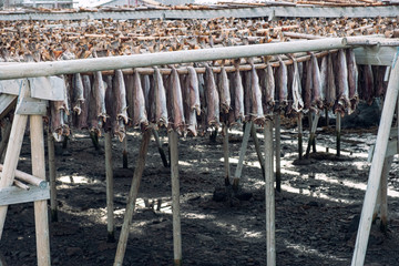 Cod fish headless drying on wooden racks in winter