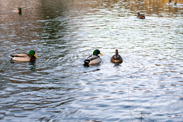 wild ducks swim in the winter river, a corner of the wild nature.