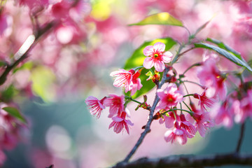 Beautiful  Pink Cherry Blossom on nature background , Sakura flower blooming