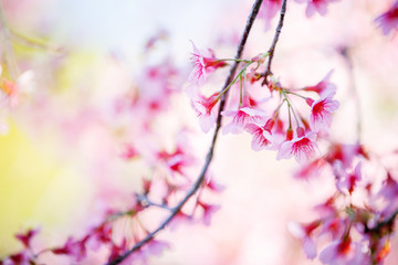 Beautiful  Pink Cherry Blossom on nature background , Sakura flower blooming