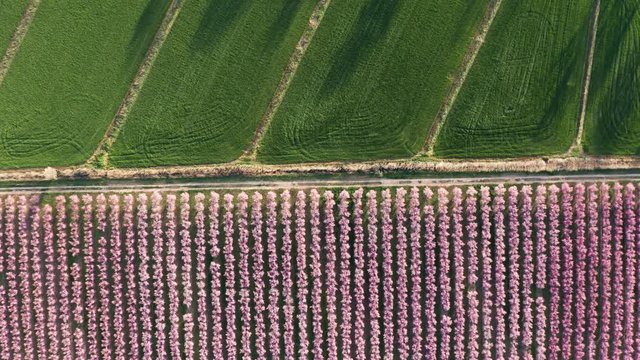 aerial abstract green and pink background row of blossoming trees Spain dirt road passing through 
