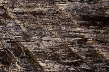 tree bark texture