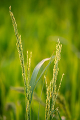 A ear of rice in the green field blur background with warm light