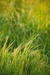 A ear of rice in the green field blur background with warm light