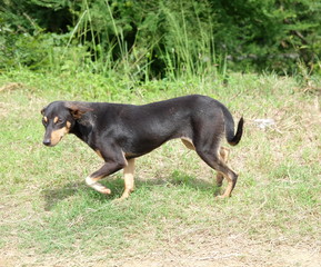 a black mongrel walks on the green grass