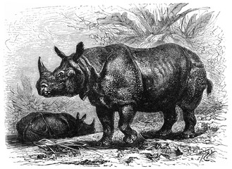 Rhino (Rhinoceros unicornis) out of India / Antique illustration from Brockhaus Konversations-Lexikon 1908
