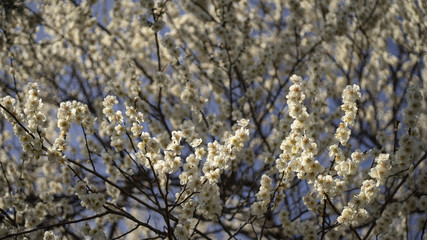 아름답게 모여 피어있는 매화꽃 군락