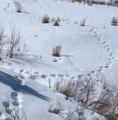 Footprints in the snow wind off into the distance. 